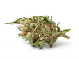 dried-marijuana-bud-with-visible-thc-2021-08-26-16-56-29-utc-2-300x225